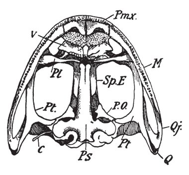 Alt yüzey vardır premaxilla ve üst çene kemiği, vintage çizgi çizme veya oyma illüstrasyon.