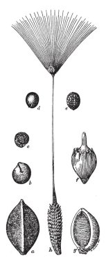 Adatavşanı are küçük memeliler. Erkek adatavşanı buck denir, bir kimliği belirsiz kadın tavşan olduğunu ve genç bir tavşan yavru kedi değil. Kart çalıştıran, Vintage çizgi çizme veya illüstrasyon oyma tavşan gösterir.