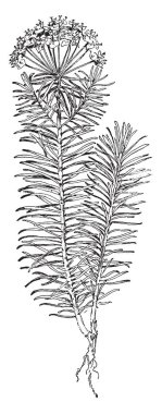 Cassia occidentalis kahve Senna bilinir. Bu sindirimi geliştirir, boğaz, öksürük, vintage çizgi çizme veya oyma illüstrasyon yararlı temizler.