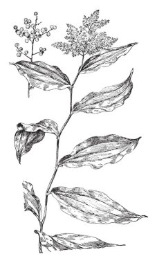 Edgar Allan Poe, ABD'li yazar, editör ve edebiyat eleştirmeni, vintage çizgi çizme veya oyma illüstrasyon o 1809-1849, oldu