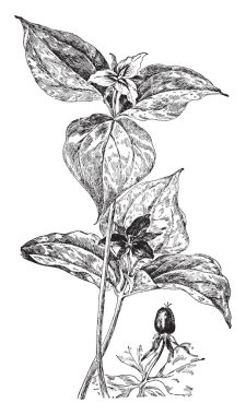 Koza solucan nerede hafif larva girerek pod, vintage çizgi çizim aşamaları veya illüstrasyon oyma.