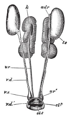 Erkek urino-genital organları, vintage çizgi çizme veya oyma illüstrasyon.
