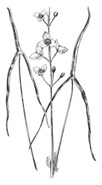 Çiçekli bitkivektör illüstrasyon