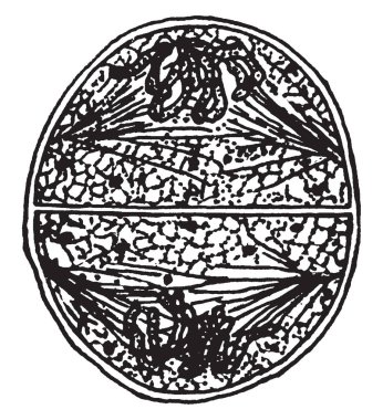 Bir meşe ahşap görüntü gösteren bu resim. Bu görüntü bir medüller ray, vintage çizgi çizme veya oyma illüstrasyon gösterir.