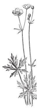 Düz duran ve ağırlıkları çekerek egzersiz bir adam yukarı doğru her iki kollu makine ile bağlı. Her iki ağırlık dizeleri birbirlerine, vintage çizgi çizme veya oyma illüstrasyon paralel.