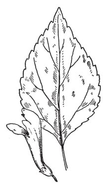 Tütsü on emir ve sunak yakınındaki ayakta tutan rahip sunak üzerinde yanıyor, sözleşmenin ark oturur geri, Şamdan yedi yanan alevler, vintage çizgi çizme veya oyma illüstrasyon