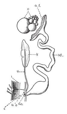 Tek bir yumurtalık ve ovidukt tam olarak kuşlar, vintage çizgi çizme veya oyma illüstrasyon geliştirilir.