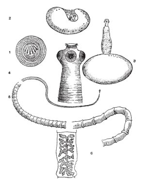 Cyclophyllid cestodes Taeniidae, vintage çizgi çizme ailesindeki ait veya illüstrasyon oyma domuz tenya.