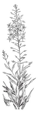 Loosestrife bir bitki ve Primulaceae ailesine ait. Have basit yeşil yaprakları ve yıldız şekilli çiçekler beş sarı yaprakları, vintage çizgi çizme veya oyma illüstrasyon.