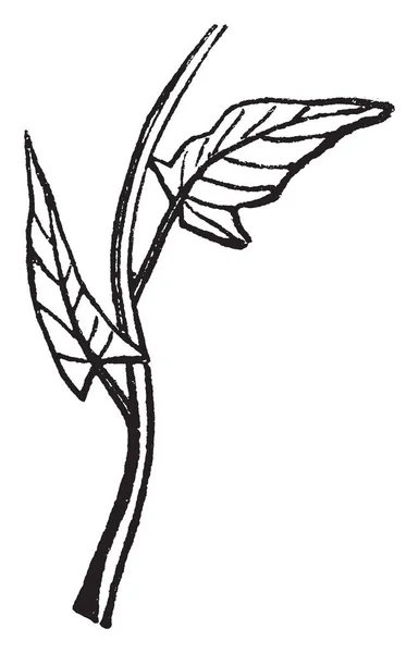 Изображение Листьев Хастата Лист Прикрепленный Стеблю Лист Маленький Тонкий Стебель — стоковый вектор