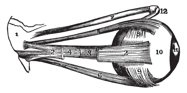 Ilustrasi Ini Menggambarkan Otot Otot Eksternal Pupil Gambar Garis Vintage - Stok Vektor