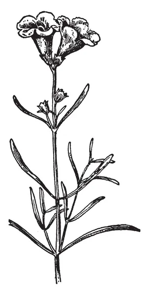 维管束是维管植物 复古线画或雕刻插图运输系统的一部分 — 图库矢量图片