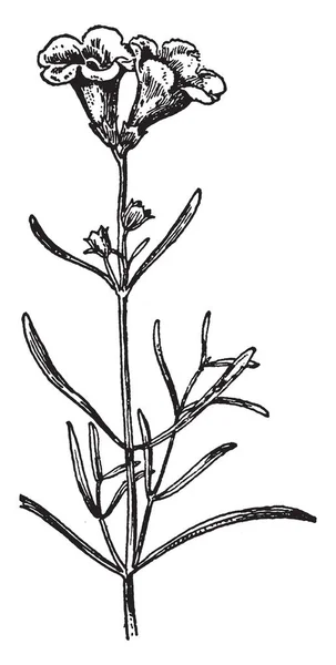 Een Bundel Vascular Een Onderdeel Van Het Vervoerssysteem Vaatplanten Vintage — Stockvector