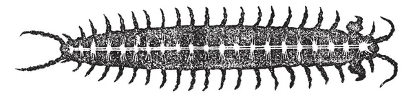 Diagramm Des Nervensystems Eines Tausendfüßlers Die Ganglien Sind Paaren Fast — Stockvektor