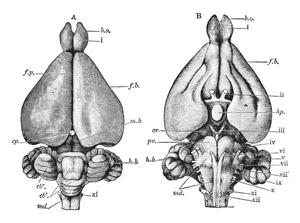 Lepus Cuniculus Brain Рисунок Винтажной Линии Гравировка — стоковый вектор