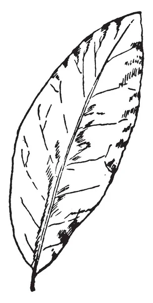 Voici Forskalli Leaf Les Bords Sont Circulaires Avec Épiderme Lobes — Image vectorielle