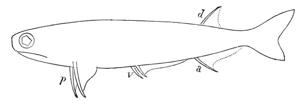 Acanthodes Sulcatus Waarin Borstvinnen Bekken Onderdeel Van Dit Vintage Lijntekening — Stockvector