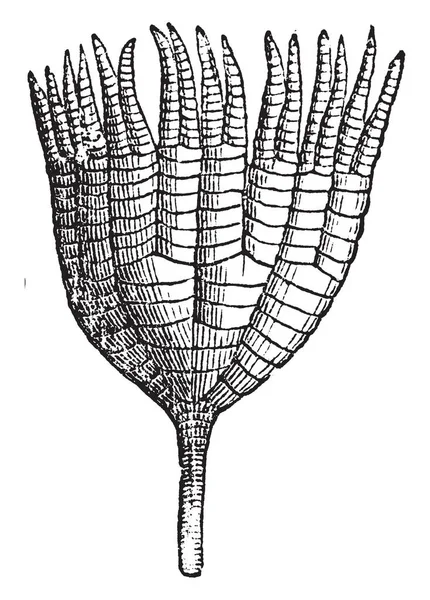Ichtyocrinus Paleozonic Sjöliljor Funna Silur Kalksten Nordamerika Vintage Linje Ritning — Stock vektor