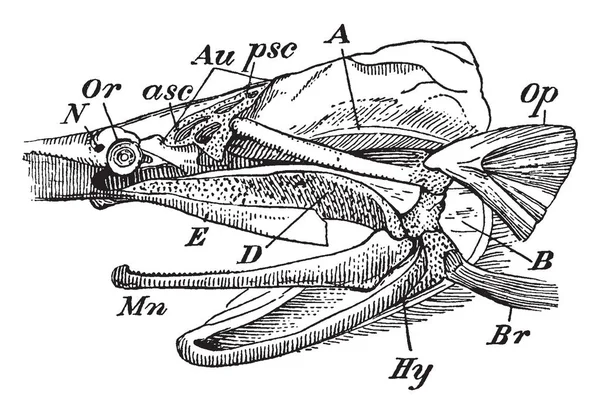 Questa Immagine Rappresenta Cranio Pesce Pagaia Con Becco Rimosso Disegno — Vettoriale Stock
