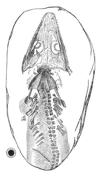 Archegozaur Rodzaj Płazów Temnospondyl Vintage Rysowania Linii Lub Grawerowanie Ilustracja — Wektor stockowy