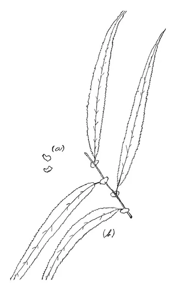 Une Image Montre Usine Fleur Repens Appartient Oxalidaceae Oxalis Repens — Image vectorielle