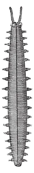 Peripatus Peripatidae ビンテージの線描画や彫刻イラストでビロードみみずの属 — ストックベクタ
