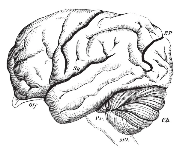 Cerebro Del Orangoutang Que Muestra Disposición Las Convoluciones Dibujo Línea — Archivo Imágenes Vectoriales