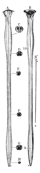 Rückenmark Und Medulla Oblongata Vintage Linienzeichnung Oder Gravierillustration — Stockvektor