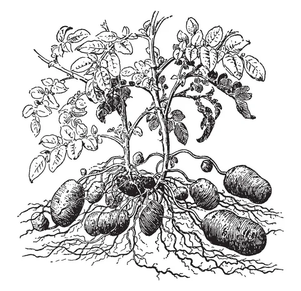 Картофельный Завод Растительное Растение Размножающееся Помощью Клубней Листья Чередуются Соединяются — стоковый вектор