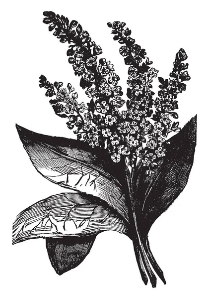 Image Feuilles Cannelle Épaisses Forme Ovale Avec Des Fleurs Dessin — Image vectorielle
