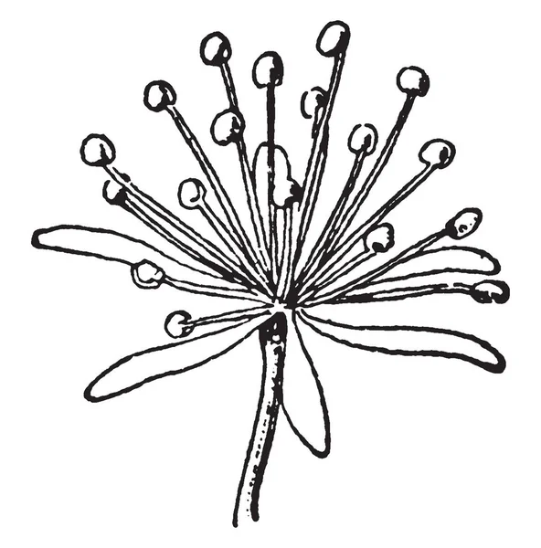 스케치에 Bidens Laevis는 일반적인 부드러운 Beggarticks 빈티지 그림으로 알려져 Compositae — 스톡 벡터