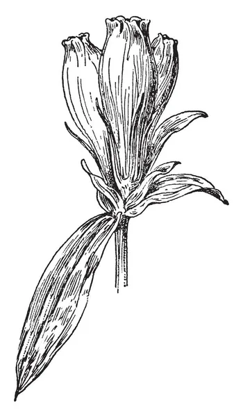 그림은 Soapwort 일반적으로 알려진 Gentiana Saponaria로 보이고 그것은 풀밭에 비슷합니다 — 스톡 벡터