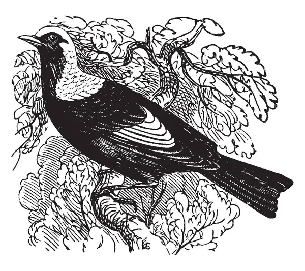 Regent Bird Bellissimo Uccello Australiano Disegno Linee Vintage Illustrazione Incisione — Vettoriale Stock