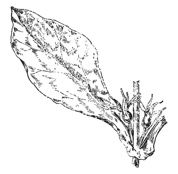 Существует Разный Тип Микроспор Спорогенного Слоя Стенки Смешанная Пыльца Микроспора — стоковый вектор