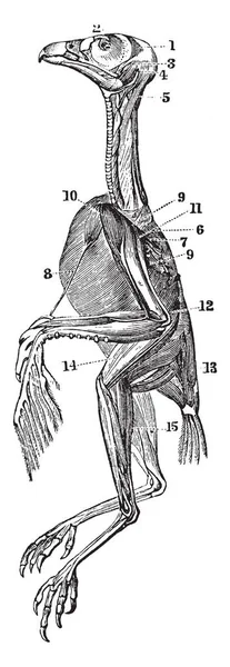 Oppervlakkige Spieren Van Een Havik Die Opmerkelijk Voor Hun Duidelijke — Stockvector