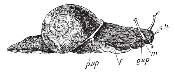 Római Snail Osztályának Nagy Ehető Levegős Légzésvédő Föld Csiga Vintage — Stock Vector