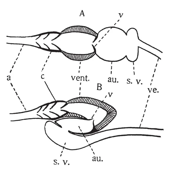 Diagramas Estructura Del Corazón Parte Inferior Vertebrados Dibujo Línea Vintage — Vector de stock