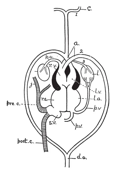 Diagram Serca Skrzelowej Łuki Gad Vintage Rysowania Linii Lub Grawerowanie — Wektor stockowy