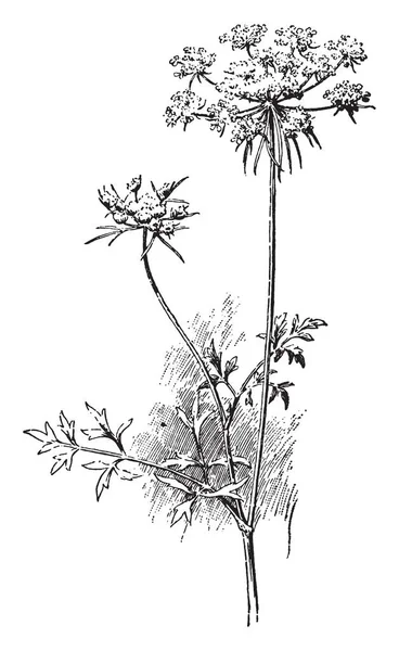 共通点 ビンテージの線描画や彫刻イラストからなる小さな花の茎数の Picture のニンジンである散形花序 — ストックベクタ