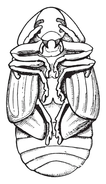 洗練された栗の葉は ビンテージの線描画や彫刻イラスト — ストックベクタ