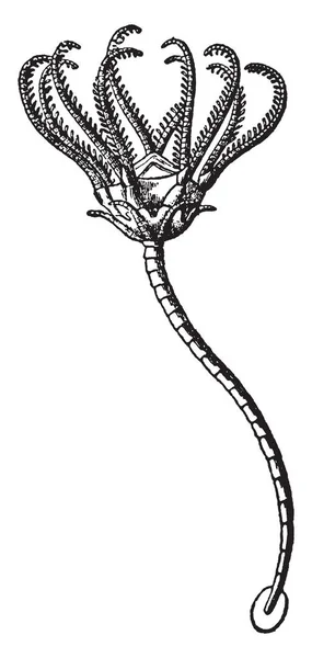 海百合是一种古老的海百合 海百合是花形 与分支武器围绕中央口 生活在太平洋西部和大西洋两岸 复古线画或雕刻插图 — 图库矢量图片