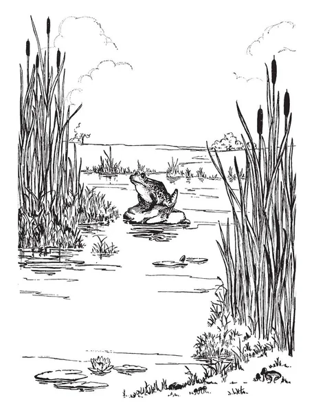 Frog Border Decorated Frog Swamp Vintage Line Drawing Engraving Illustration — Stock Vector