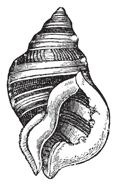 Illustration Represents Purpura Lapillus Species Sea Snail Vintage Line Drawing — Stock Vector