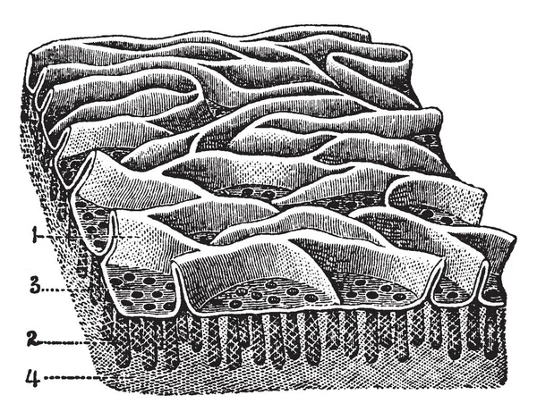 Este Diagrama Representa Membrana Mucosa Del Yeyuno Dibujo Línea Vintage — Vector de stock