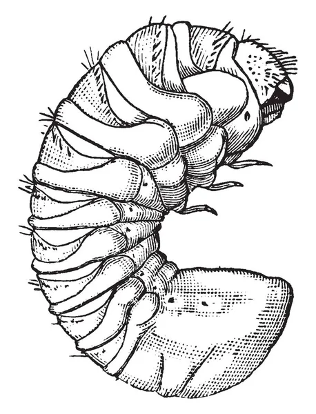 这是贝杜拉属叶 皇冠形状和边缘是齿形 其中一条中线划分叶子 它的表面有稀疏的毛茸茸的线条 复古线条绘制或雕刻插图 — 图库矢量图片