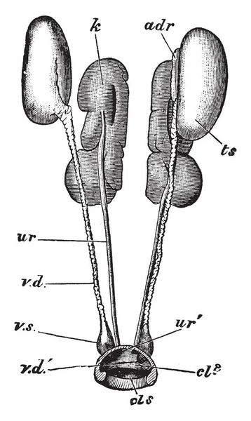 Erkek urino-genital organları, vintage çizgi çizme veya oyma illüstrasyon.