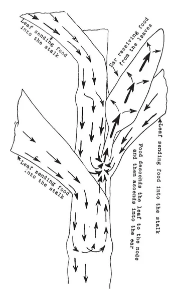 Obrázek Znázorňující Průřez Vodní Řeřicha Kmenové Tkáně Jeho Velikost Rovná — Stockový vektor