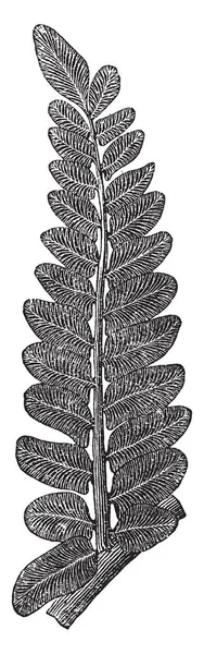 Ein Bild Von Farn Fossil Bekannt Als Neuropteris Vintage Linienzeichnung — Stockvektor