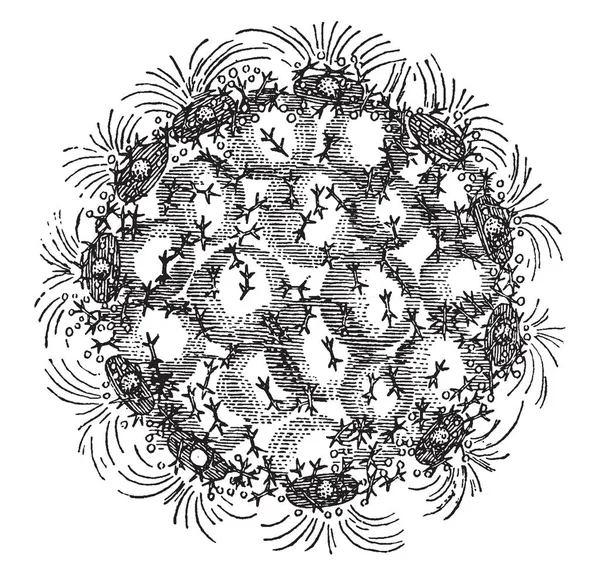 Una Imagen Que Muestra Estructura Sphaerozoum Ovodimare Cuyo Protoplasma Contiene — Vector de stock