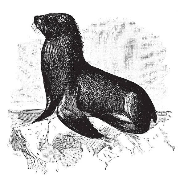 海狮是以外耳瓣 复古线画或雕刻插图为特征的海洋哺乳动物 — 图库矢量图片